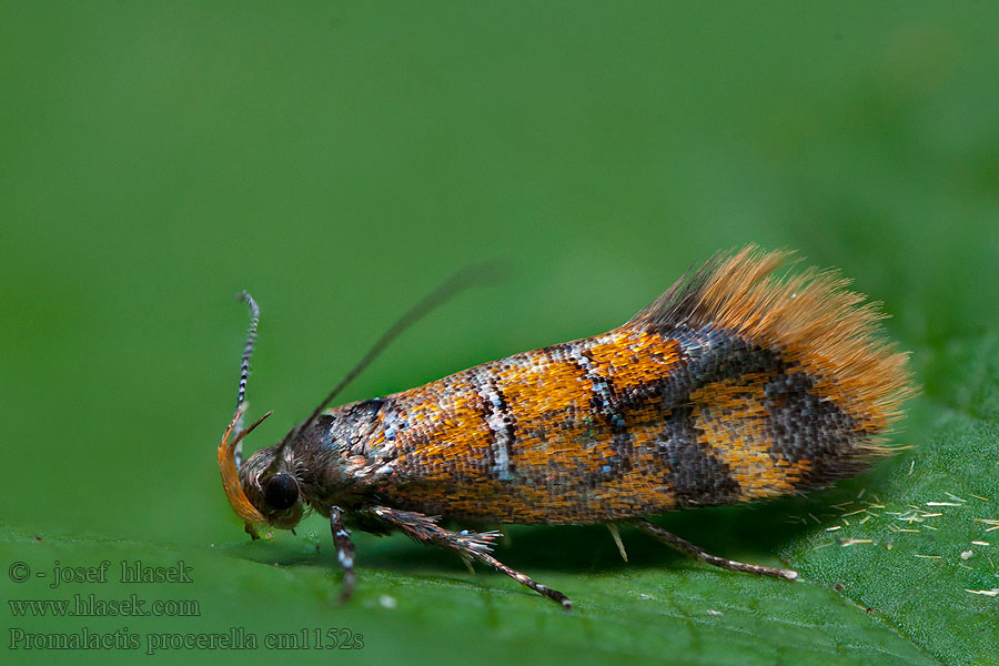 Bisigna procerella