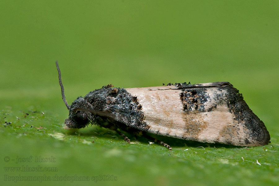 Propiromorpha rhodophana