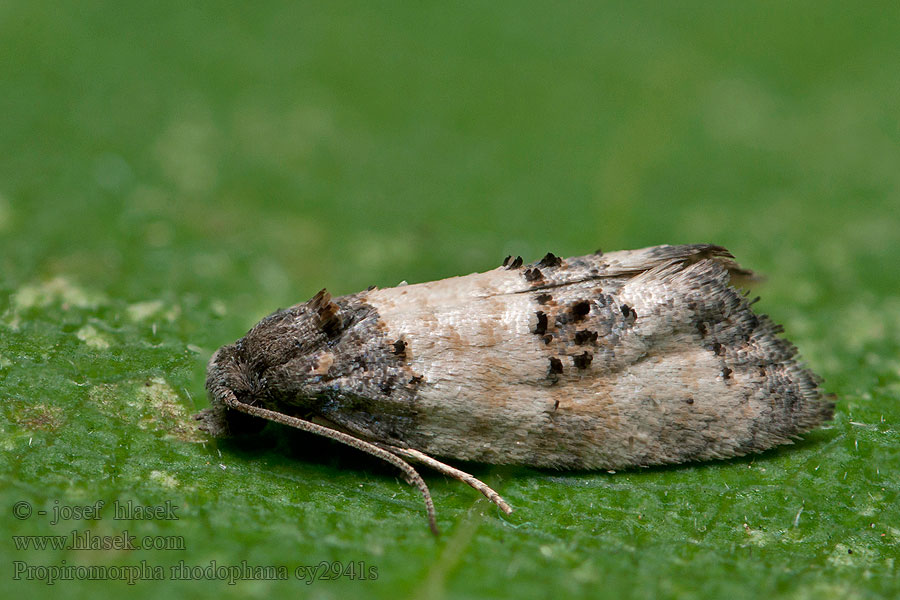 Propiromorpha rhodophana