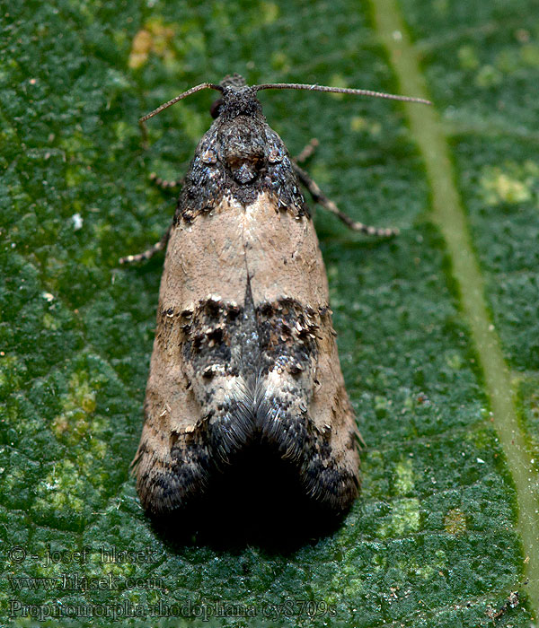 Propiromorpha rhodophana