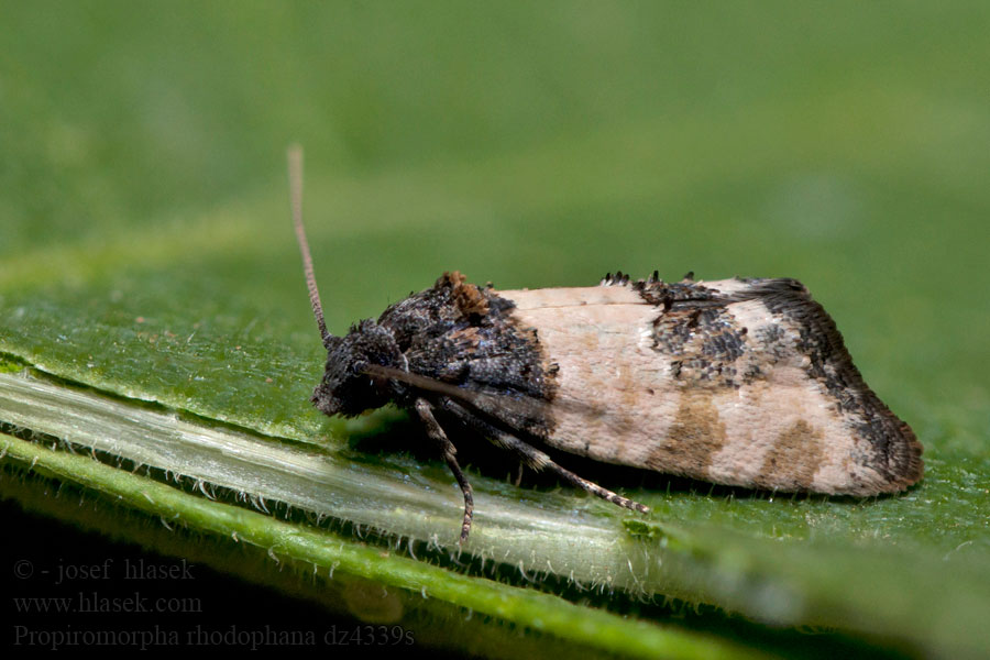 Propiromorpha rhodophana