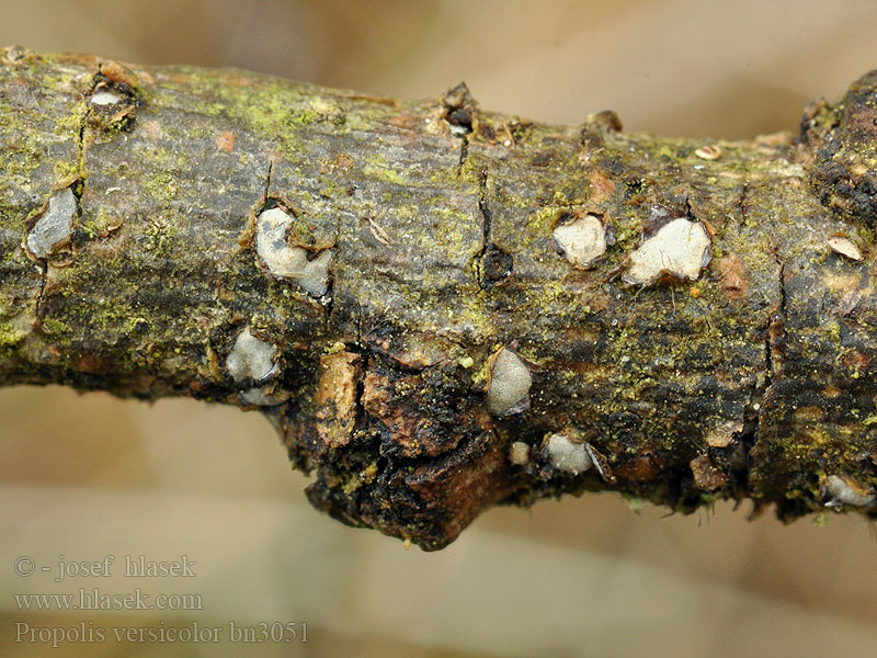 Propolis versicolor farinosa Vnořenka obecná Zúbkovka obyčajná