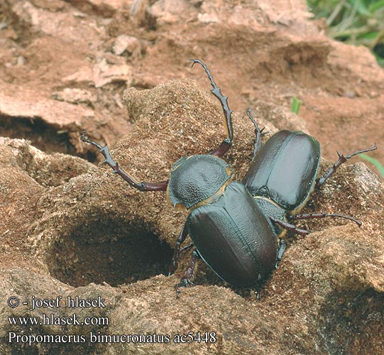 Propomacrus bimucronatus ac5448