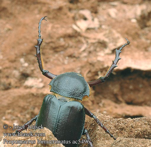 Propomacrus bimucronatus ac5496