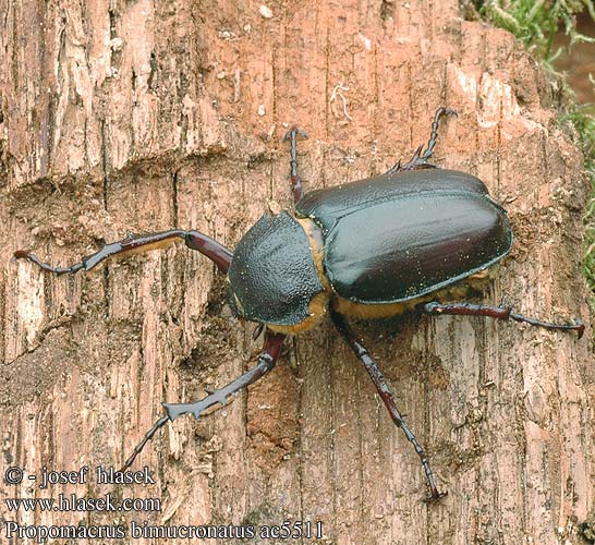 Propomacrus bimucronatus ac5511