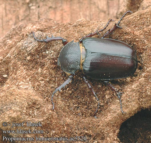 Propomacrus bimucronatus ac5520