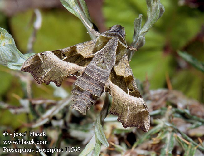 Proserpinus proserpina Willowherb Hawk-moth Helokkikiitäjä Sphinx épilobe Teunisbloempijlstaart Törpeszender Nachtkerzenschwärmer Postojak wiesiołkowiec Бражник зубокрылый прозерпина Lišaj pupalkový クロオビノコギリスズメ Бражник Прозерпіна Nattljussvärmare Nakvišinis sfinksas