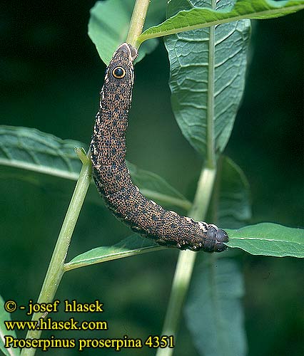 Proserpinus proserpina Willowherb Hawk-moth Helokkikiitäjä Sphinx épilobe Teunisbloempijlstaart Törpeszender Nachtkerzenschwärmer Postojak wiesiołkowiec Бражник зубокрылый прозерпина Lišaj pupalkový クロオビノコギリスズメ Бражник Прозерпіна Nattljussvärmare Nakvišinis sfinksas