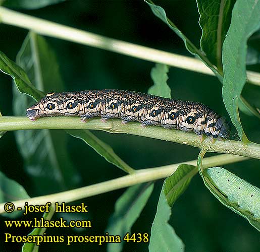 Proserpinus proserpina Willowherb Hawk-moth Helokkikiitäjä Sphinx épilobe Teunisbloempijlstaart Törpeszender Nachtkerzenschwärmer Postojak wiesiołkowiec Бражник зубокрылый прозерпина Lišaj pupalkový クロオビノコギリスズメ Бражник Прозерпіна Nattljussvärmare Nakvišinis sfinksas