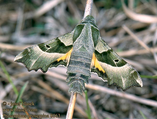 Proserpinus proserpina Willowherb Hawk-moth Helokkikiitäjä Sphinx épilobe Teunisbloempijlstaart Törpeszender Nachtkerzenschwärmer Postojak wiesiołkowiec Бражник зубокрылый прозерпина Lišaj pupalkový クロオビノコギリスズメ Бражник Прозерпіна Nattljussvärmare Nakvišinis sfinksas