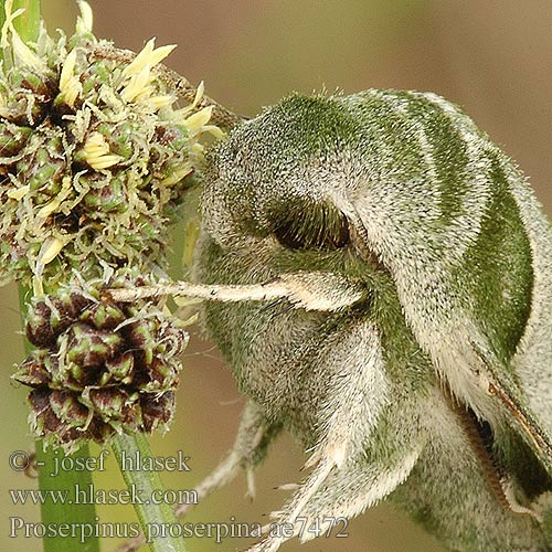 クロオビノコギリスズメ Бражник Прозерпіна Nattljussvärmare Nakvišinis sfinksas Proserpinus proserpina Willowherb Hawk-moth Helokkikiitäjä Sphinx épilobe Teunisbloempijlstaart Törpeszender Nachtkerzenschwärmer Postojak wiesiołkowiec Бражник зубокрылый прозерпина Lišaj pupalkový