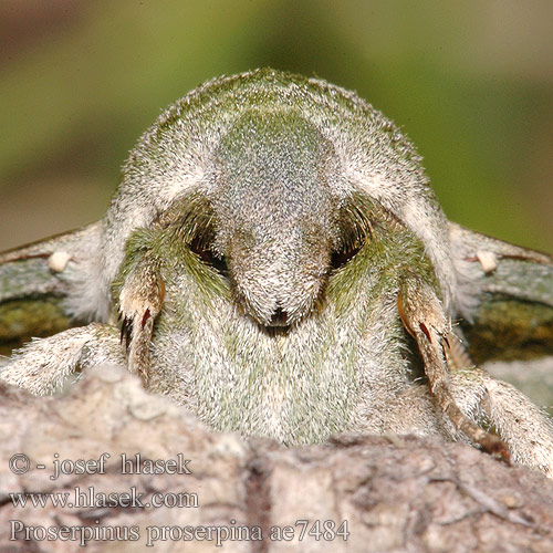 Бражник Прозерпіна Nattljussvärmare Nakvišinis sfinksas Proserpinus proserpina Willowherb Hawk-moth Helokkikiitäjä Sphinx épilobe Teunisbloempijlstaart Törpeszender Nachtkerzenschwärmer Postojak wiesiołkowiec Бражник зубокрылый прозерпина Lišaj pupalkový クロオビノコギリスズメ