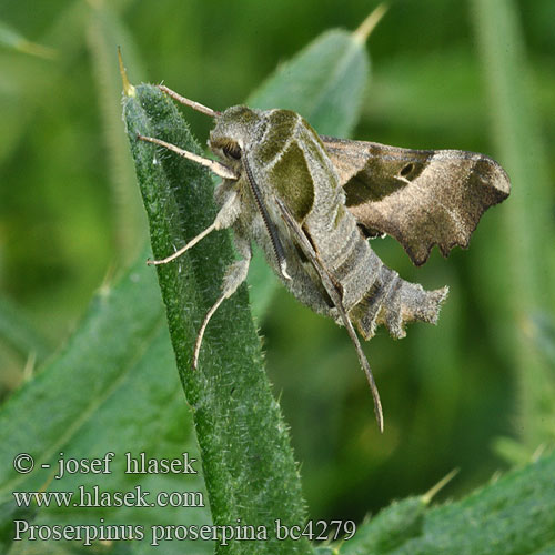 Proserpinus proserpina Willowherb Hawk-moth Helokkikiitäjä Sphinx épilobe Teunisbloempijlstaart Törpeszender Nachtkerzenschwärmer Postojak wiesiołkowiec Бражник зубокрылый прозерпина Lišaj pupalkový クロオビノコギリスズメ Бражник Прозерпіна Nattljussvärmare Nakvišinis sfinksas