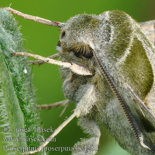 Willowherb Hawk-moth Helokkikiitäjä Sphinx épilobe Teunisbloempijlstaart Törpeszender Nachtkerzenschwärmer Postojak wiesiołkowiec Бражник зубокрылый прозерпина Lišaj pupalkový クロオビノコギリスズメ Бражник Прозерпіна Nattljussvärmare Nakvišinis sfinksas Proserpinus proserpina