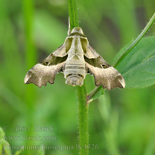 クロオビノコギリスズメ Бражник Прозерпіна Nattljussvärmare Nakvišinis sfinksas Proserpinus proserpina Willowherb Hawk-moth Helokkikiitäjä Sphinx épilobe Teunisbloempijlstaart Törpeszender Nachtkerzenschwärmer Postojak wiesiołkowiec Бражник зубокрылый прозерпина Lišaj pupalkový