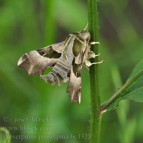 Бражник Прозерпіна Nattljussvärmare Nakvišinis sfinksas Proserpinus proserpina Willowherb Hawk-moth Helokkikiitäjä Sphinx épilobe Teunisbloempijlstaart Törpeszender Nachtkerzenschwärmer Postojak wiesiołkowiec Бражник зубокрылый прозерпина Lišaj pupalkový クロオビノコギリスズメ