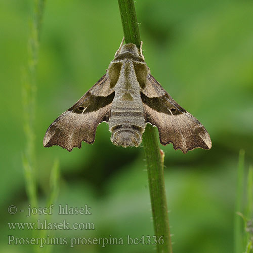 Nattljussvärmare Nakvišinis sfinksas Proserpinus proserpina Willowherb Hawk-moth Helokkikiitäjä Sphinx épilobe Teunisbloempijlstaart Törpeszender Nachtkerzenschwärmer Postojak wiesiołkowiec Бражник зубокрылый прозерпина Lišaj pupalkový クロオビノコギリスズメ Бражник Прозерпіна