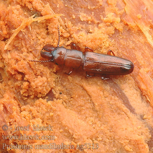 Prostomis mandibularis ag5313