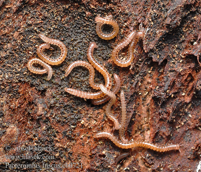 Proteroiulus fuscus Kielaugen-Schnurfüßer Bruinstipje