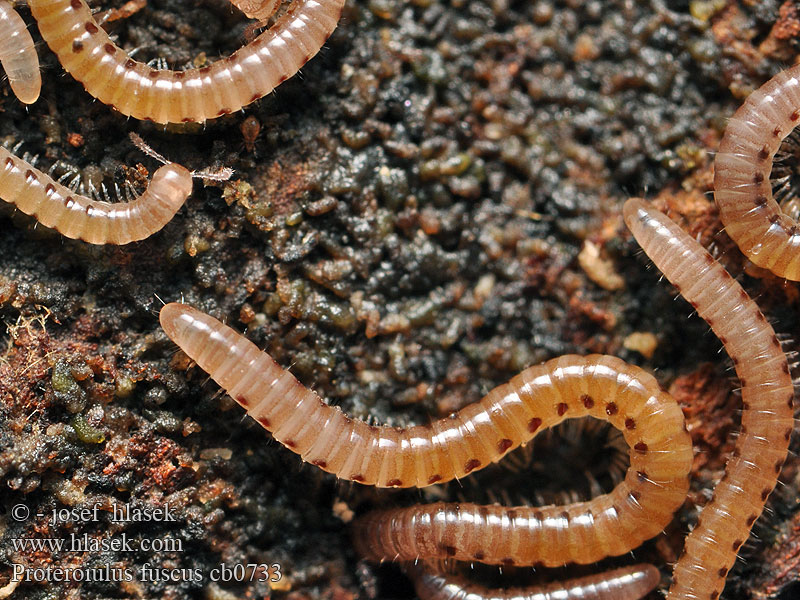 Proteroiulus fuscus Dlouženka nahnědlá