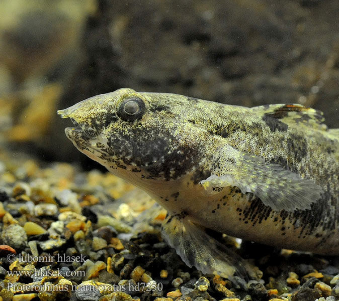 Proterorhinus marmoratus hd7250