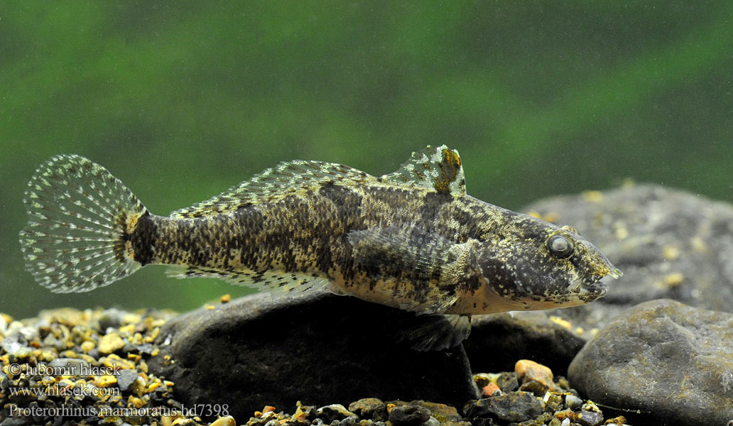 Hlavačka mramorovaná Marine tubenose goby