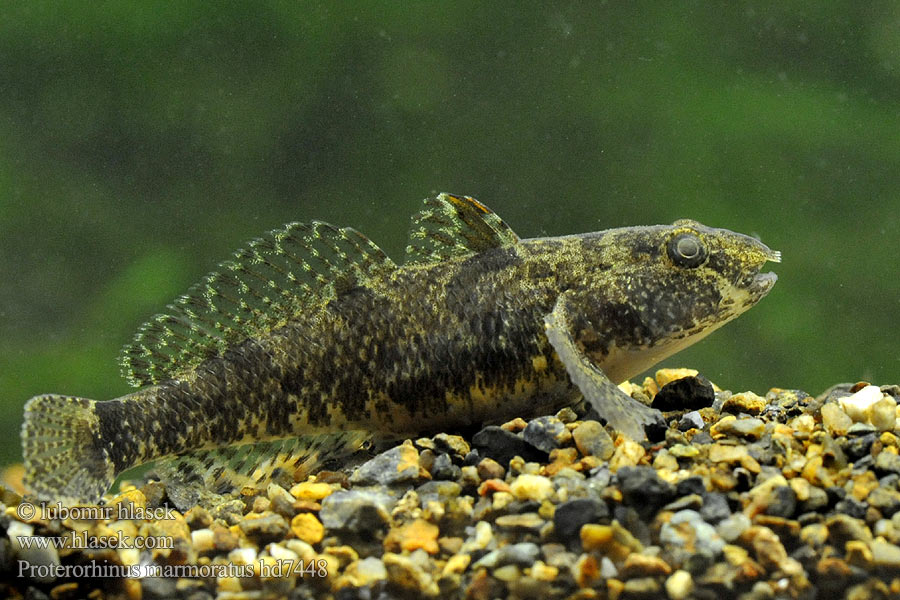 Marine tubenose goby Мраморно попче