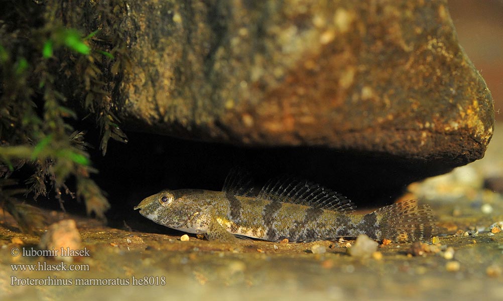 Proterorhinus marmoratus Neogobius Marine tubenose goby