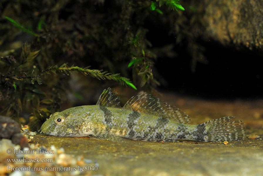 Proterorhinus marmoratus Neogobius Babka marmurkowata