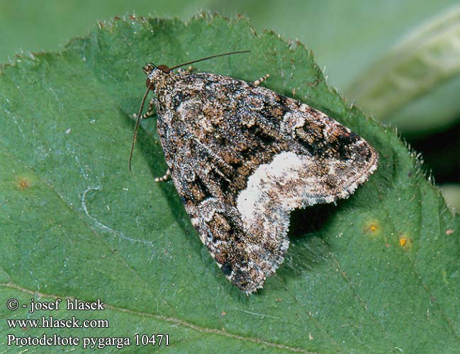 Deltote pygarga Protodeltote Waldrasen-Grasmotteneulchen Marbled White Spot Albule Světlopáska ostružníková ostružiníková Hvidhjørnet dagugle Vyökiiltoyökkönen Donkere marmeruil Juodbaltis pelėdgalviukas Hvitkantet glansfly Morička černicová Vitfläckat glansfly Fehérsávos apróbagoly Совка-листовертка темно-бурая