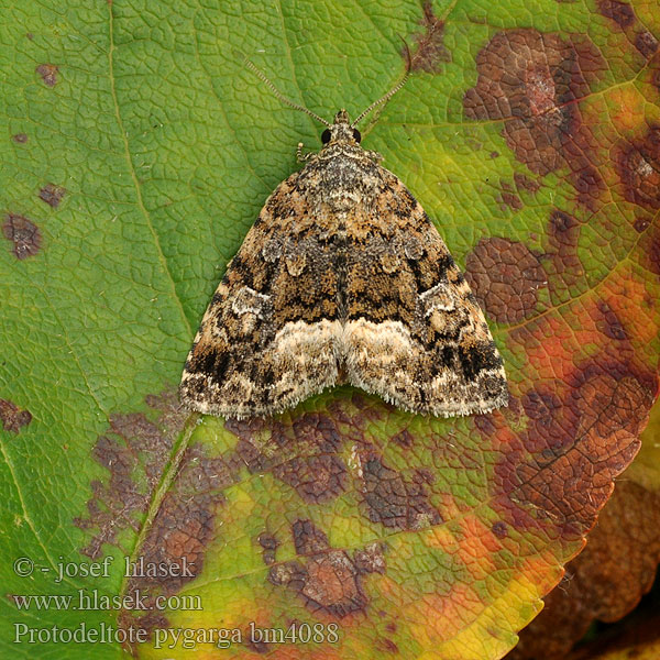 Fehérsávos apróbagoly Совка-листовертка темно-бурая Deltote pygarga Protodeltote Waldrasen-Grasmotteneulchen Marbled White Spot Albule Světlopáska ostružníková ostružiníková Hvidhjørnet dagugle Vyökiiltoyökkönen Donkere marmeruil Juodbaltis pelėdgalviukas Hvitkantet glansfly Morička černicová Vitfläckat glansfly