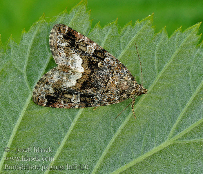 Marbled White Spot Albule Světlopáska ostružníková ostružiníková