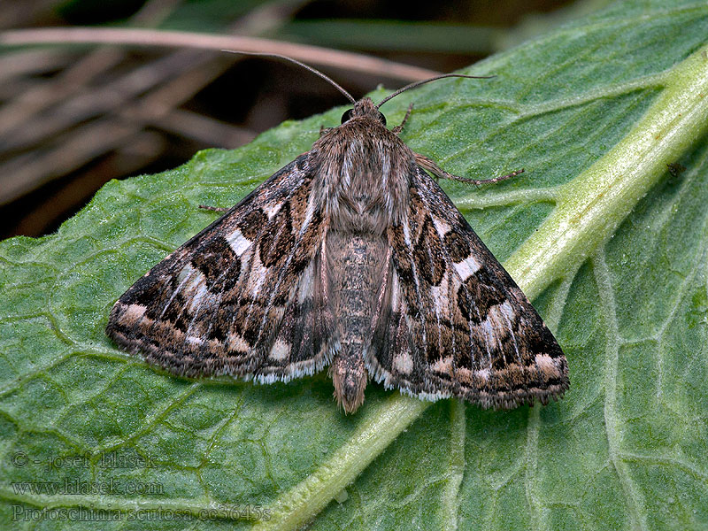 Beifuß-Blüteneule Spotted clover Sivkavec palinový Flekkfagerfly