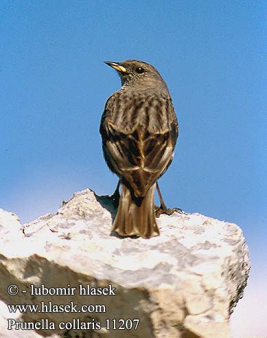 Prunella collaris Alpine Accentor Alpejernspurv Alppirautiainen Accenteur alpin Alpenheggenmus Sordone Havasi szürkebegy Alpenbraunelle Płochacz halny Vrchárka červenkavá červenkastá Pěvuška podhorní Acentor alpino Alpjärnsparv 领岩鹨 Альпийская завирушка イワヒバリ 바위종다리 Χιονοψάλτης Ferreirinha-alpina Альпійська завирушка Büyük dağbülbülü סתרי צוקים