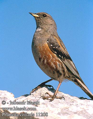 Accenteur alpin Alpenheggenmus Sordone Havasi szürkebegy Alpenbraunelle Płochacz halny Vrchárka červenkavá červenkastá Pěvuška podhorní Acentor alpino Alpjärnsparv 领岩鹨 Альпийская завирушка イワヒバリ 바위종다리 Χιονοψάλτης Ferreirinha-alpina Альпійська завирушка Büyük dağbülbülü סתרי צוקים Prunella collaris Alpine Accentor Alpejernspurv Alppirautiainen