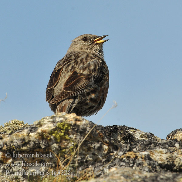 Альпийская завирушка イワヒバリ 바위종다리 Χιονοψάλτης Ferreirinha-alpina Альпійська завирушка Büyük dağbülbülü סתרי צוקים Prunella collaris Alpine Accentor Alpejernspurv Alppirautiainen Accenteur alpin Alpenheggenmus Sordone Havasi szürkebegy Alpenbraunelle Płochacz halny Vrchárka červenkavá červenkastá Pěvuška podhorní Acentor alpino Alpjärnsparv 领岩鹨