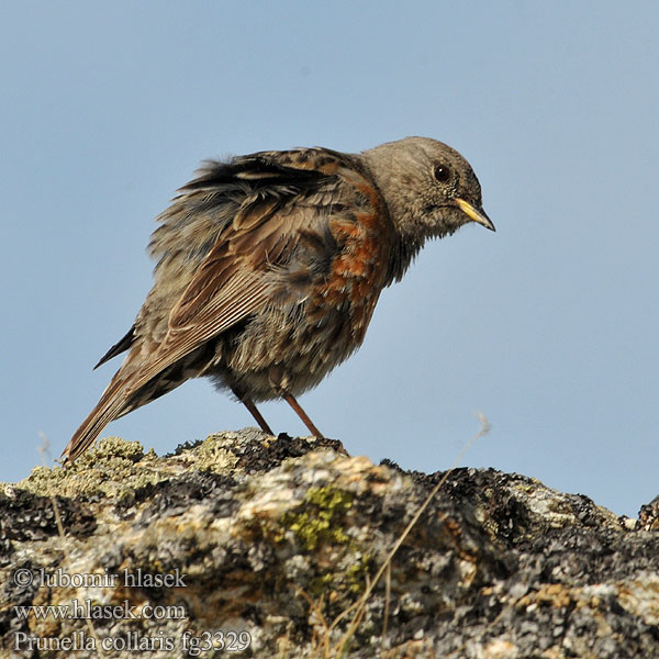 Альпійська завирушка Büyük dağbülbülü סתרי צוקים Prunella collaris Alpine Accentor Alpejernspurv Alppirautiainen Accenteur alpin Alpenheggenmus Sordone Havasi szürkebegy Alpenbraunelle Płochacz halny Vrchárka červenkavá červenkastá Pěvuška podhorní Acentor alpino Alpjärnsparv 领岩鹨 Альпийская завирушка イワヒバリ 바위종다리 Χιονοψάλτης Ferreirinha-alpina