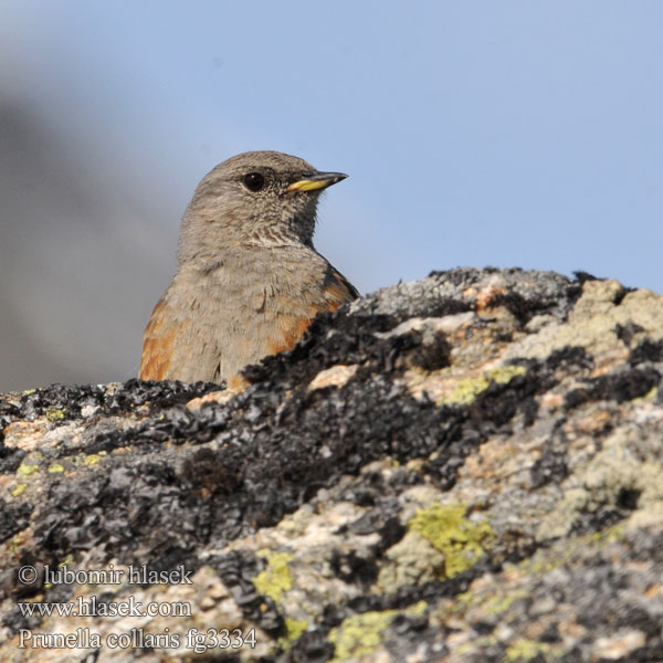 Büyük dağbülbülü סתרי צוקים Prunella collaris Alpine Accentor Alpejernspurv Alppirautiainen Accenteur alpin Alpenheggenmus Sordone Havasi szürkebegy Alpenbraunelle Płochacz halny Vrchárka červenkavá červenkastá Pěvuška podhorní Acentor alpino Alpjärnsparv 领岩鹨 Альпийская завирушка イワヒバリ 바위종다리 Χιονοψάλτης Ferreirinha-alpina Альпійська завирушка