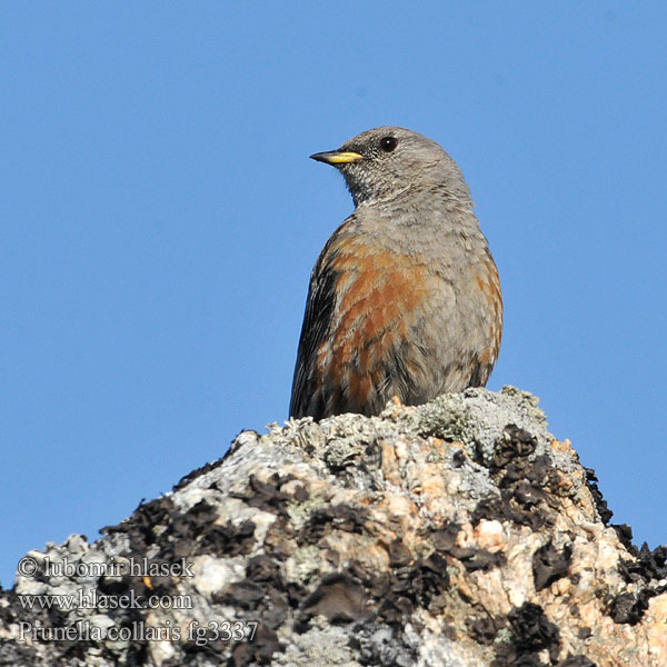 Prunella collaris Büyük dağbülbülü סתרי צוקים Alpine Accentor Alpejernspurv Alppirautiainen Accenteur alpin Alpenheggenmus Sordone Havasi szürkebegy Alpenbraunelle Płochacz halny Vrchárka červenkavá červenkastá Pěvuška podhorní Acentor alpino Alpjärnsparv 领岩鹨 Альпийская завирушка イワヒバリ 바위종다리 Χιονοψάλτης Ferreirinha-alpina Альпійська завирушка