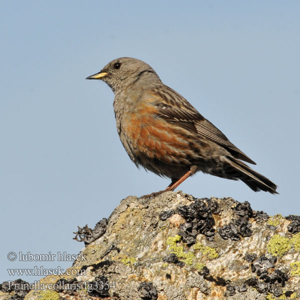 Alpine Accentor Alpejernspurv Alppirautiainen Accenteur alpin Alpenheggenmus Sordone Havasi szürkebegy Alpenbraunelle Płochacz halny Vrchárka červenkavá červenkastá Pěvuška podhorní Acentor alpino Alpjärnsparv 领岩鹨 Альпийская завирушка イワヒバリ 바위종다리 Χιονοψάλτης Ferreirinha-alpina Альпійська завирушка Prunella collaris Büyük dağbülbülü סתרי צוקים