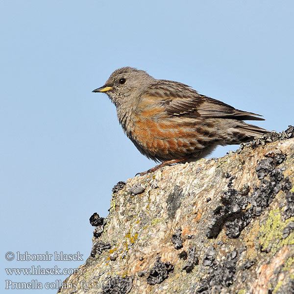 Alpejernspurv Alppirautiainen Accenteur alpin Alpenheggenmus Sordone Havasi szürkebegy Alpenbraunelle Płochacz halny Vrchárka červenkavá červenkastá Pěvuška podhorní Acentor alpino Alpjärnsparv 领岩鹨 Альпийская завирушка イワヒバリ 바위종다리 Χιονοψάλτης Ferreirinha-alpina Альпійська завирушка Prunella collaris Büyük dağbülbülü סתרי צוקים Alpine Accentor