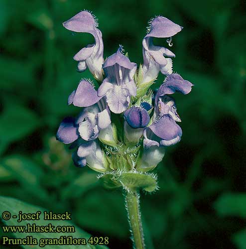 Prunella grandiflora