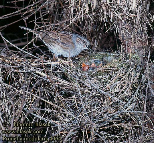 Prunella modularis Dunnock Heckenbraunelle Braunelle