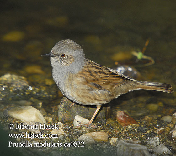 Prunella modularis ea0832