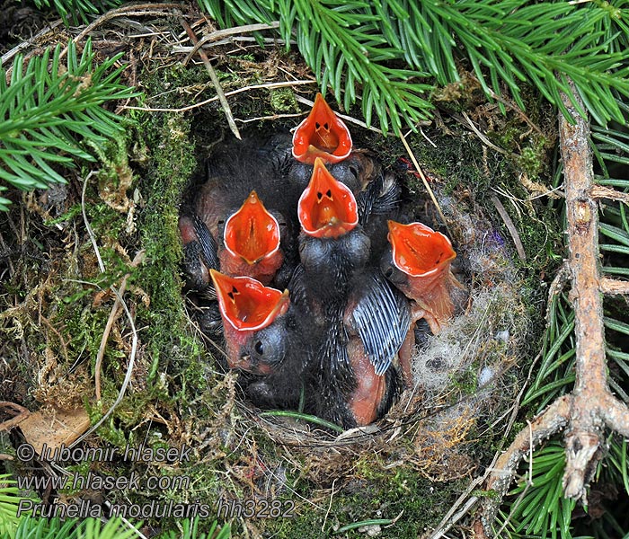 Prunella modularis Dunnock