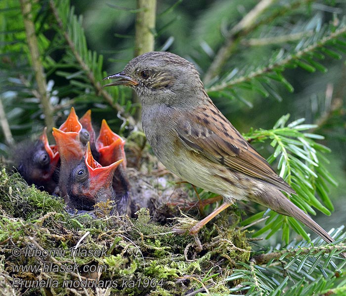 Prunella modularis Pěvuška modrá