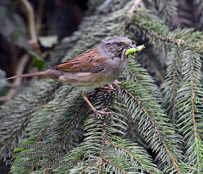 Prunella modularis Jernspurv Heggemus