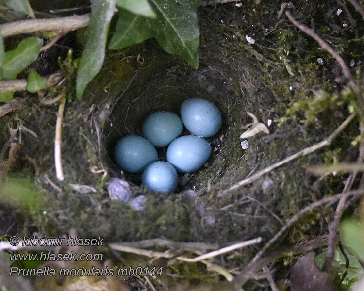 Dunnock