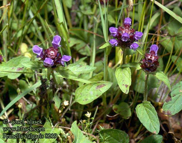 Prunella vulgaris