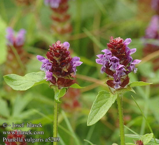 Prunella vulgaris